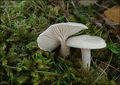 Hygrophorus cossus